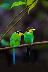 Two Long-tailed Broadbill on branch in nature