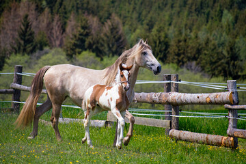 Obraz premium A mare with a foal runs in a paddock in a meadow