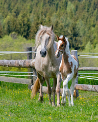 Fototapeta premium A mare with a foal runs in a paddock in a meadow
