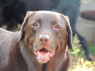 portrait of a labrador