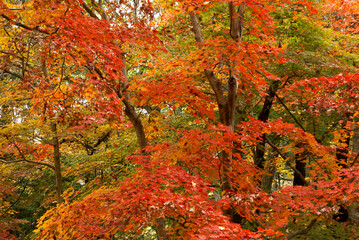 Autumn foliage, South Korea