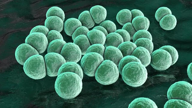 Streptococcus pneumoniae bacteria, animation