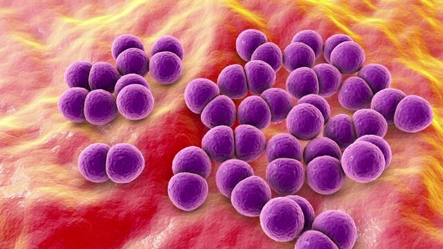 Streptococcus pneumoniae bacteria, animation