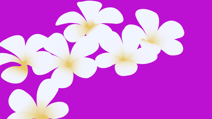 Floral seamless pattern. White plumeria flowers isolated on background