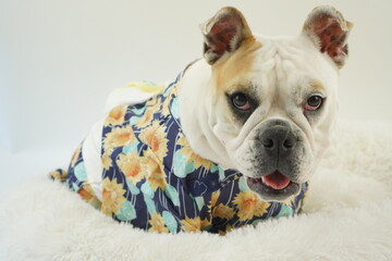 イングリッシュブルドッグ　子犬　浴衣ひまわり衣装　写真68