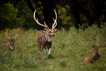 Axis Bucks