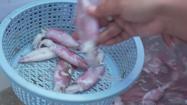 raw squid in the market