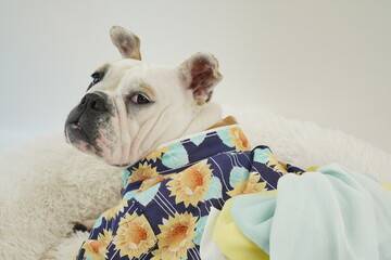 イングリッシュブルドッグ　子犬　浴衣ひまわり衣装　写真29