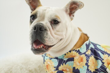 イングリッシュブルドッグ　子犬　浴衣ひまわり衣装　写真24