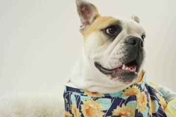 イングリッシュブルドッグ　子犬　浴衣ひまわり衣装　写真13