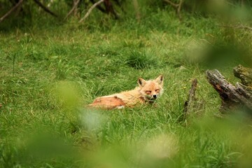 Sleeping red fox (vulpes vulpes), laying on the grass near a tree stump, seen through green leaves in the forest