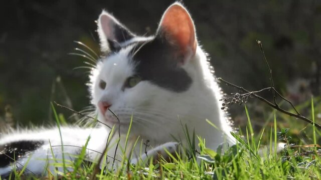 Playful cat in the grass on a summer sunny day