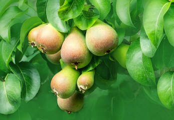  Close-up espalier pear tree with blurred green background and space for text