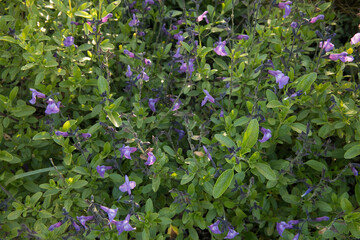 Floral. View of beautiful Salvia microphylla, also known as Baby sage, green leaves and purple flowers, spring blooming in the garden.