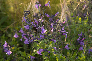 Floral. View of beautiful Salvia microphylla, also known as Baby sage, green leaves and purple flowers, spring blooming in the garden.