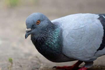 Close-up Rock Pigeon Looking at The Grains on The Ground