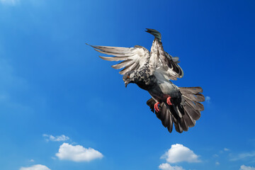 Action Scene of Rock Pigeon Flying in The Air Isolated on Blue Sky