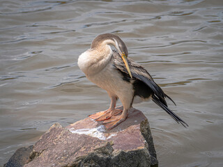 Australasian Darter Head Down