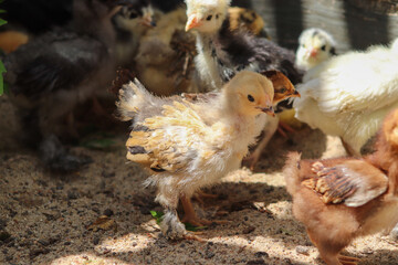 Group of Young baby Bantam chick in the sand
