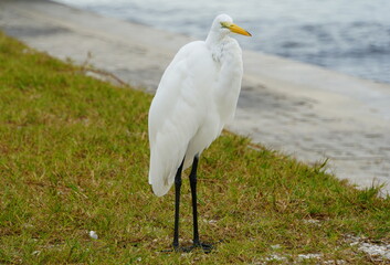 A great white egret standing by the bay