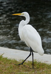 A great white egret standing by the bay