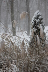 Obraz premium Chinese silver grass and an evergreen near the forest edge