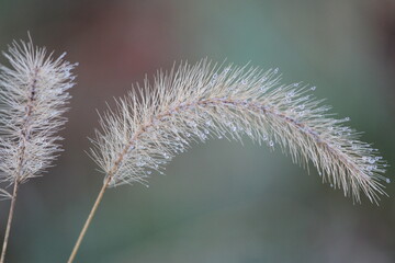 Water droplets on foxtails