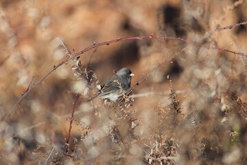Dark-eyed junko among branches