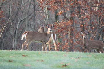 Three whitetail does in late autumn