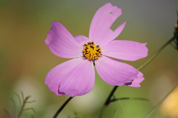 Cosmos flower in late autumn