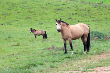 Two horses in field looking curious