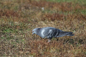 Rock pigeon in autumn
