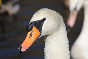Closeup of mute swan
