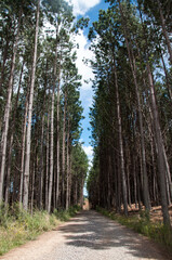 road in the woods