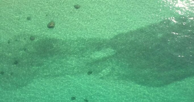 Drone footage of Roosterfish moving through bait in clear green emerald waters