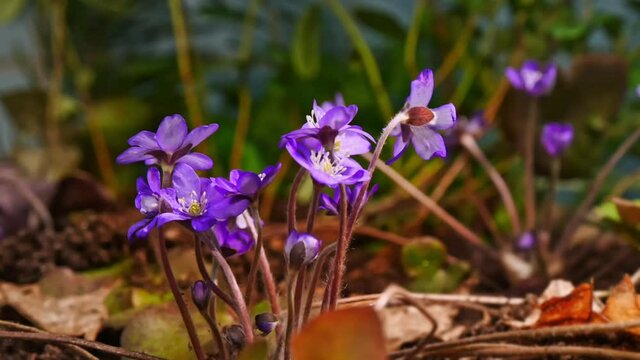 Closeup of blooming Hepatica nobilis, time-lapse of anemone hepatica