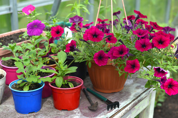 Fototapeta na wymiar Beautiful lilac petunia flowers in pot with tools on the table in greenhouse.