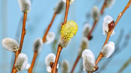 Closeup of willow catkins growing in willow branches, time-lapse
