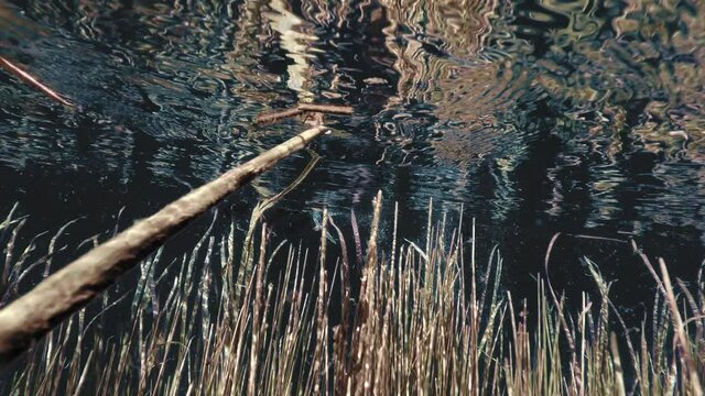 Swim among the seaweeds near the surface of the water. Diver Pov view