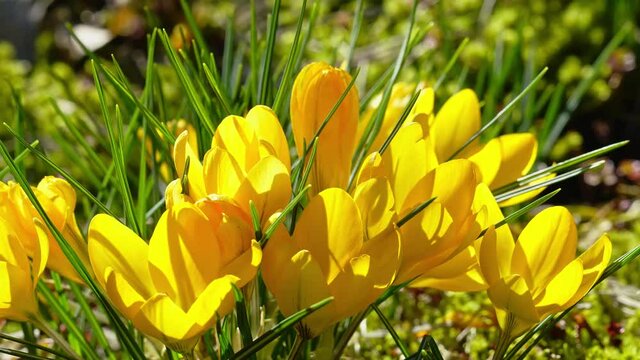 Closeup of blooming yellow snow crocus, time-lapse of flowers