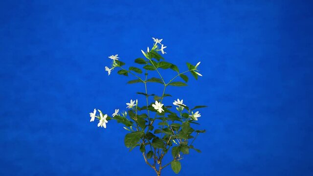 Wrightia antidysenterica, the coral swirl or tellicherry bark on blue background, time-lapse of flowers blooming