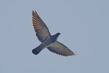 Pigeon isolated on flight