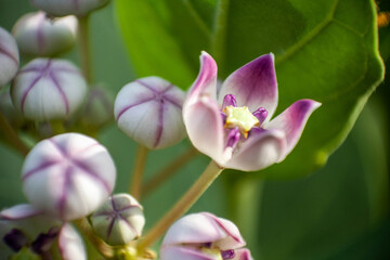 Calotropis gigantea, the crown flower calotropis gigantea has been used as a folk medicine in India for many years, and has been reported to have a variety of uses. In Ayurveda