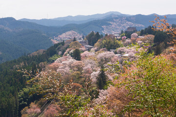 吉野山の桜