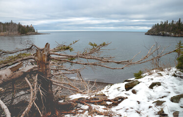 Broken tree on a lake Superior shore