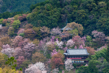 吉野山の桜