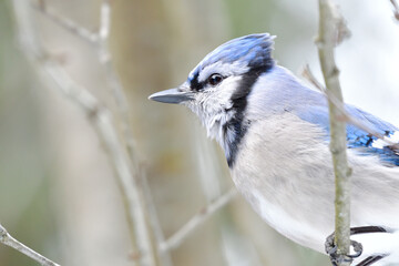 blue jay perched on a branch