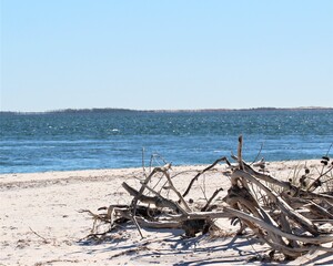 A Driftwood Pile on a Beach in St. Andrew's State Park in Florida