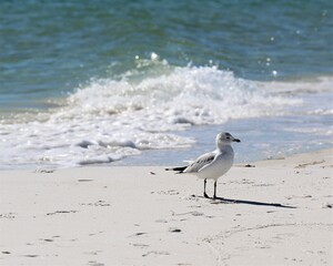 A Seagull on the Beach at St. Andrew's State Park in Florida