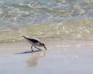 A Sanderling Feeding Along the Water's Edge on the Beach in St. Andrew's State Park in Florida